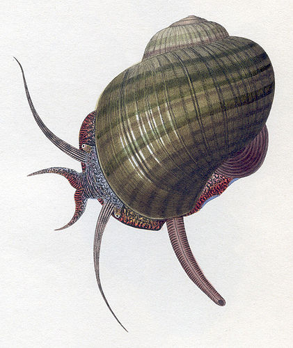 Pomacea paludosa